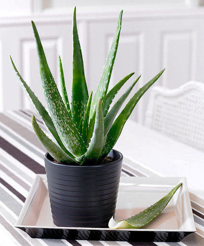 Artful Creature Aloe vera Plant