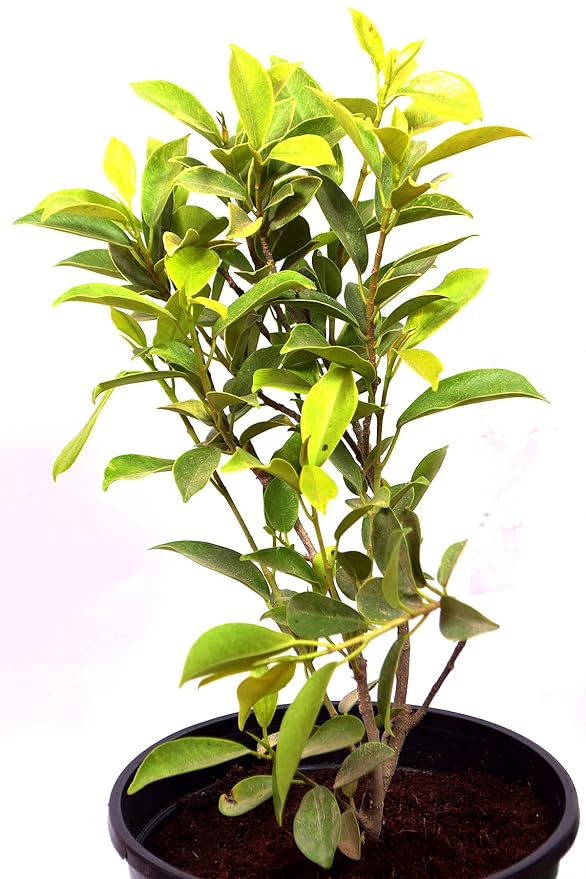 Ficus Panda Plant, Ficus truncata Pila Panda Ficus Plant – Artfulcreature