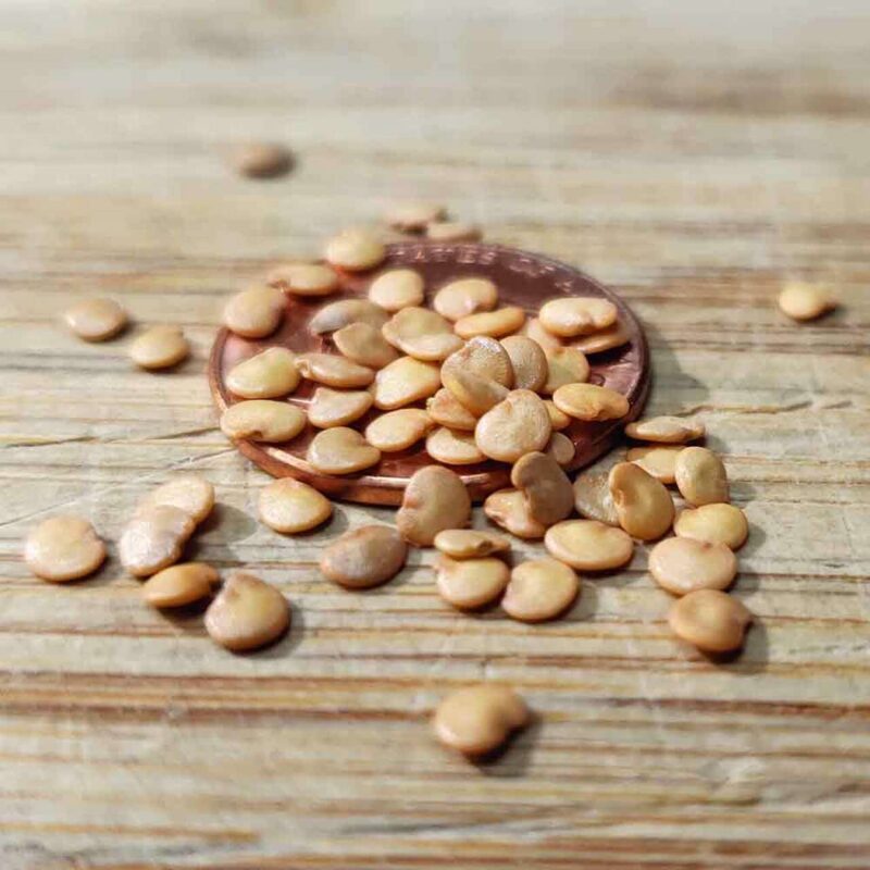 Artful Creature Brinjal Seeds